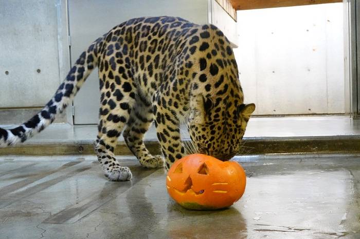 3 肉を食べました.jpg