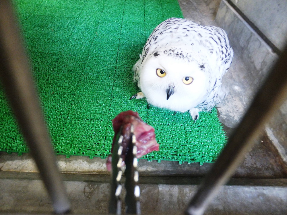 お鼻の上のお肉 フランシスver 飼育日誌 よこはま動物園ズーラシア公式サイト 公益財団法人 横浜市緑の協会 お鼻の上のお肉 フランシスver 飼育日誌 よこはま動物園ズーラシア公式サイト 公益財団法人 横浜市緑の協会