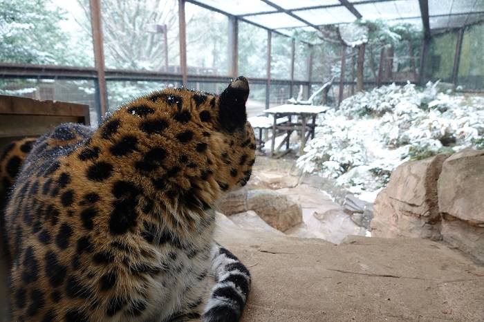 2 雪を見るトライ.jpg