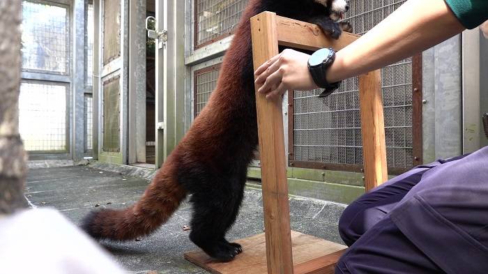 5 段々後ろに下がるキク.jpg