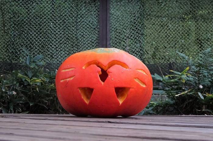 14 結局ほとんど触られず、ひっくり返されただけのカボチャ.jpg