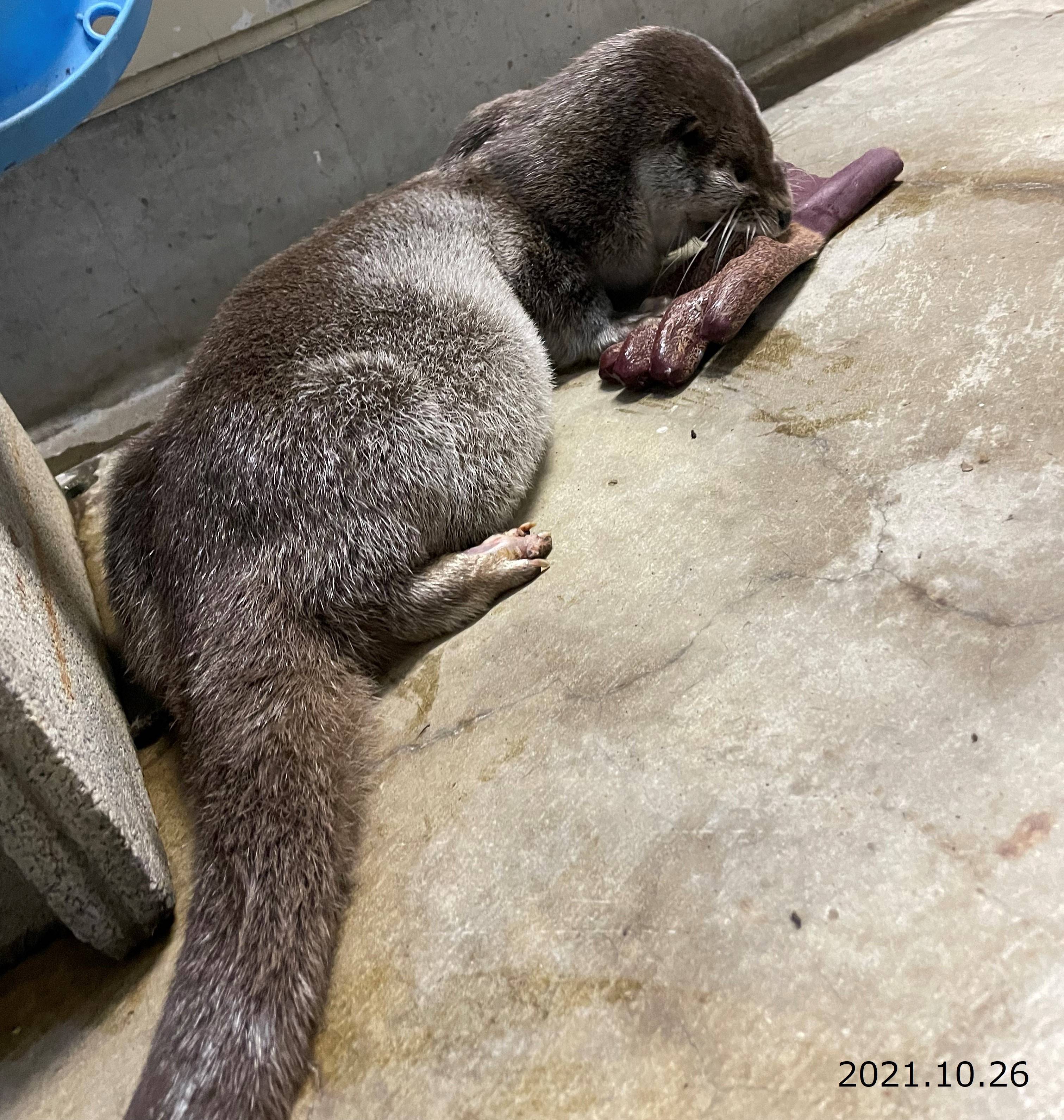 くねことシルバーOtter%27s④.jpg