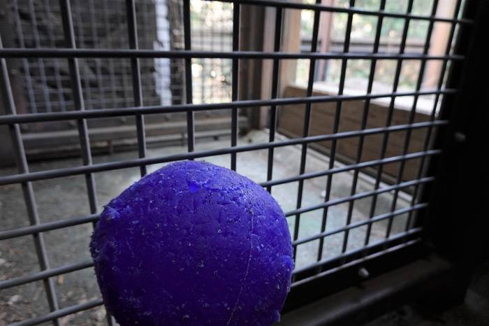 7 大好きなボールで誘惑.jpg