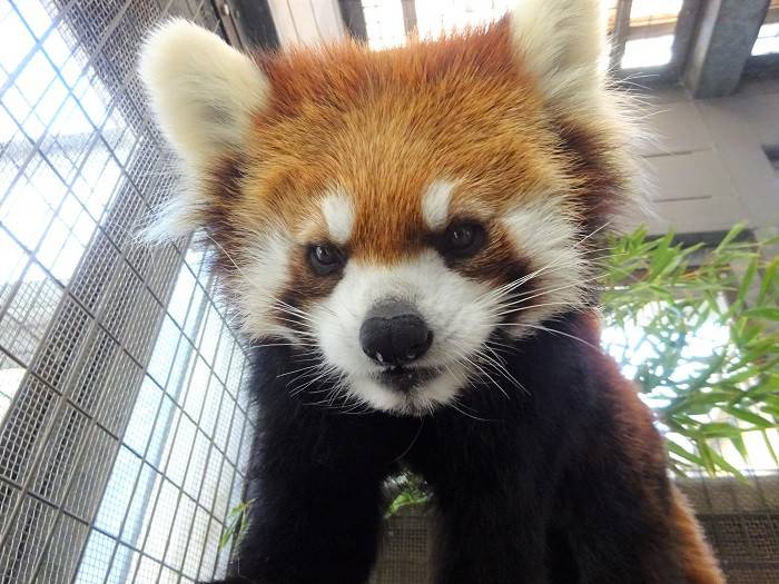 これからよろしくね 飼育日誌 よこはま動物園ズーラシア公式サイト 公益財団法人 横浜市緑の協会 これからよろしくね 飼育日誌 よこはま動物園ズーラシア公式サイト 公益財団法人 横浜市緑の協会