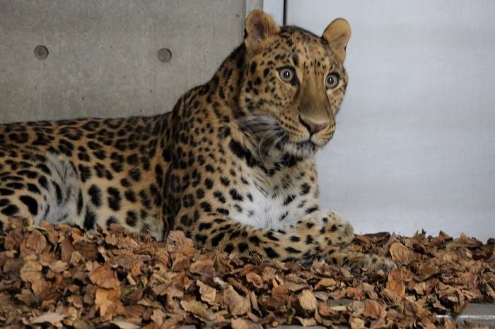 8 目を見開くダッシュ.jpg