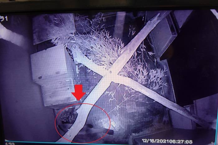 8 キクが現れました.jpg