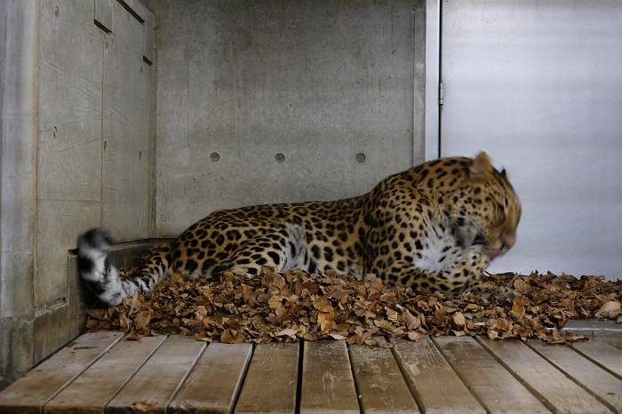 5 リラックスして毛づくろい.jpg