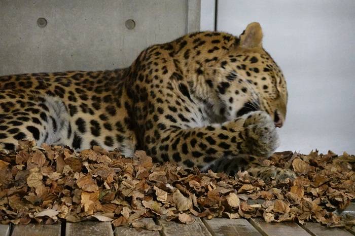 6 リラックスして毛づくろい.jpg