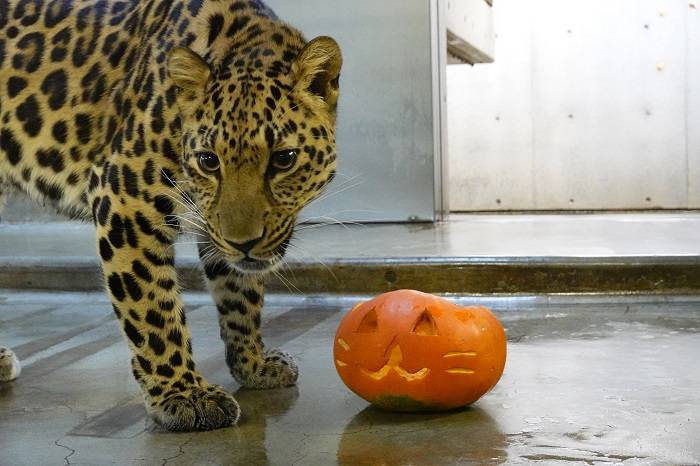 6 しかし結局この後は放置.jpg