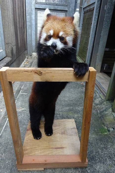 2 新しいトレーニング台.jpg