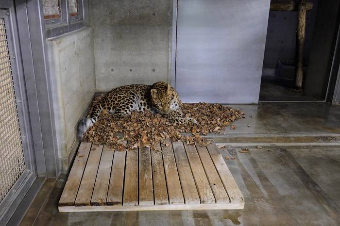 1 寝室にも落ち葉を敷いてみました.jpg