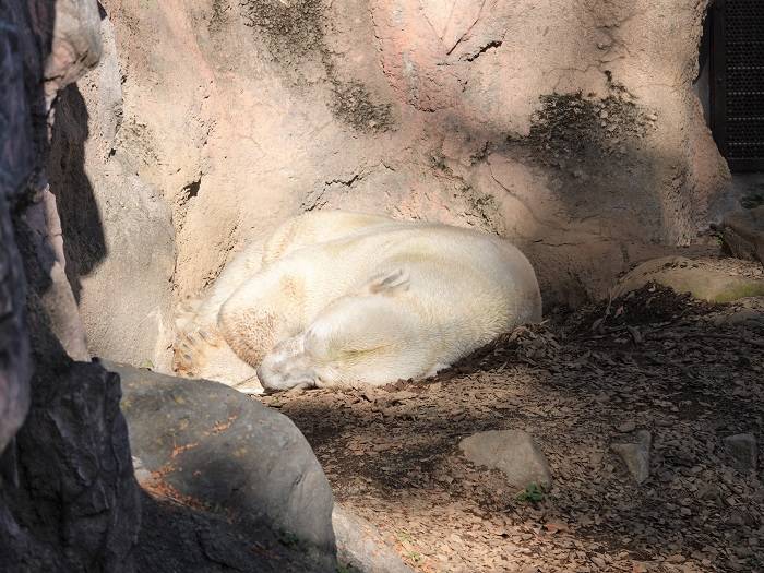 5 ぐっすり眠るゴーゴ.jpg