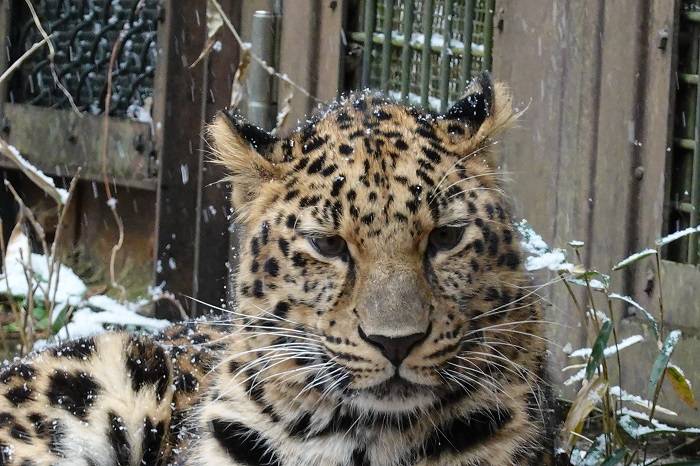 10 体に雪が積もってきています.jpg