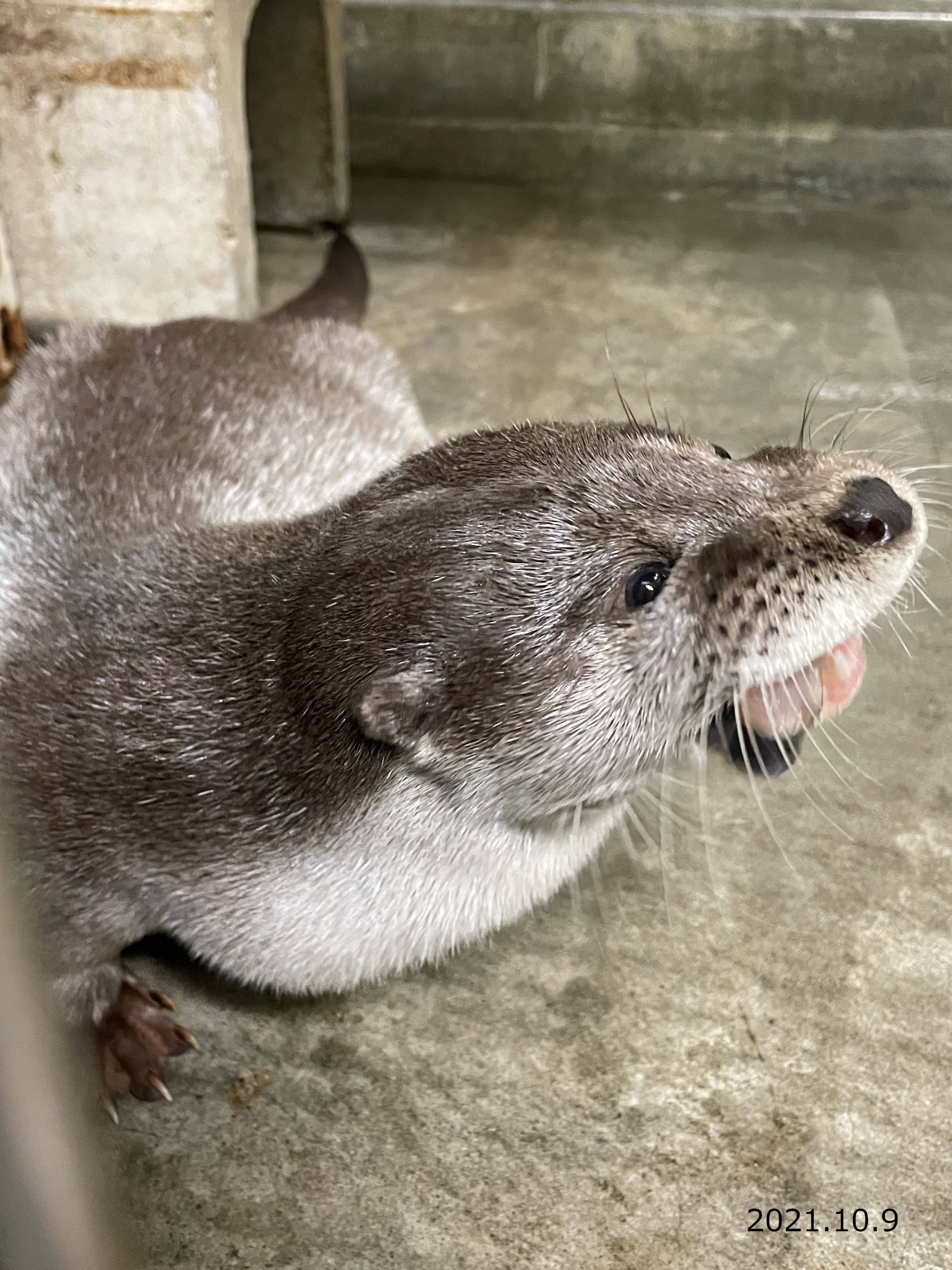 くねことシルバーOtter's②.jpg