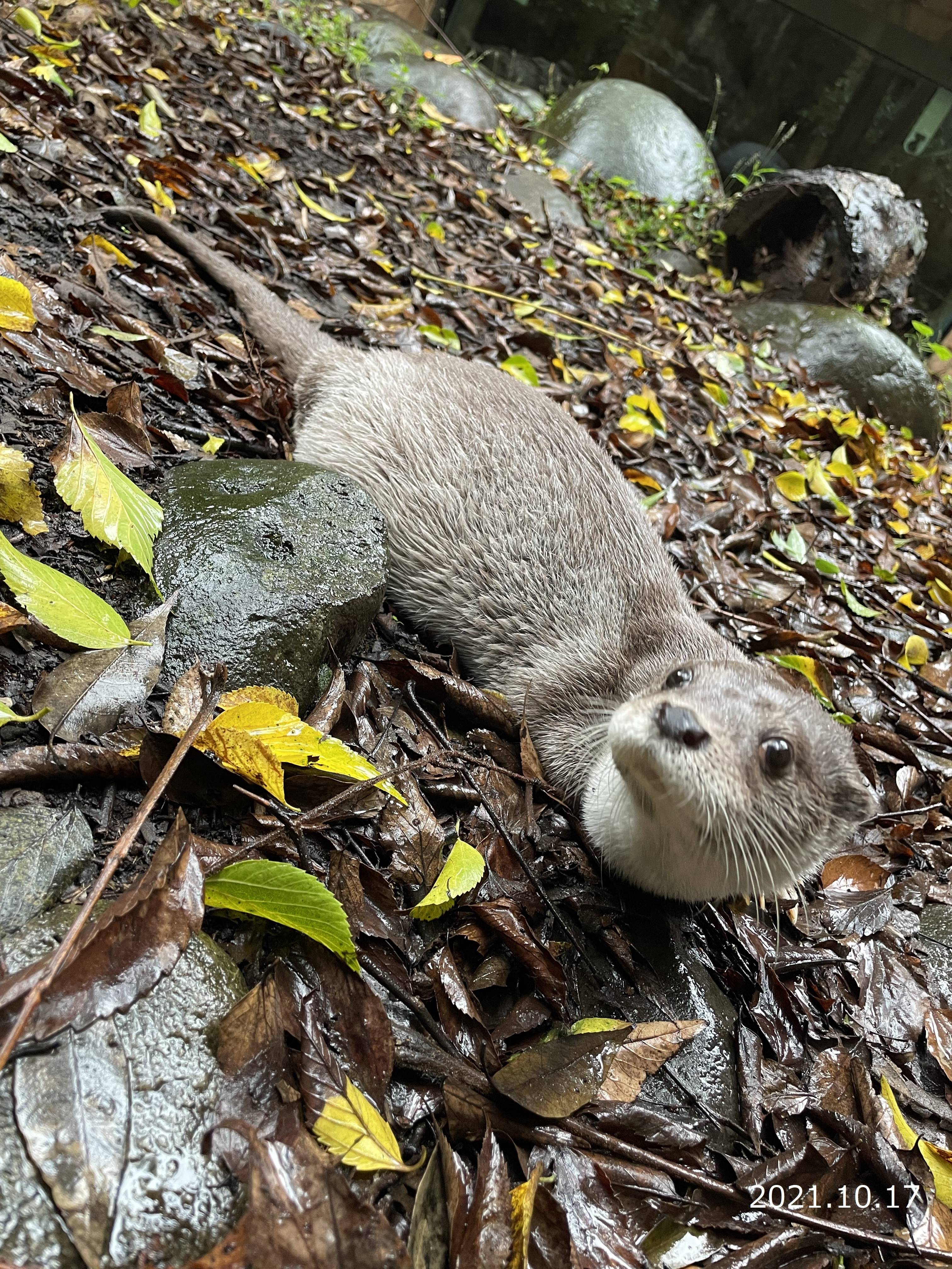 くねことシルバーOtter's③.jpg