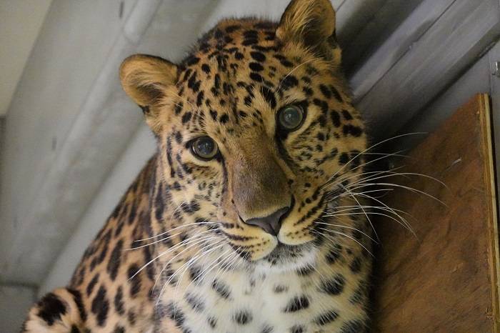 15 ちょっと鼻の色が薄くなってきました.jpg