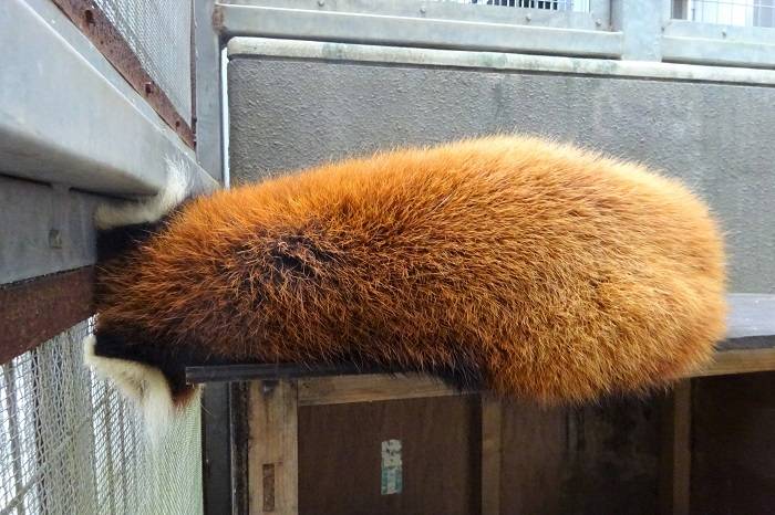 12 頭が隙間にすっぽり.jpg