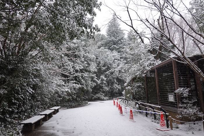 12 午後になり積もってきました.jpg