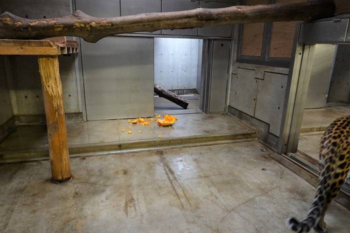 10 わざわざ隣の部屋に運んで齧ったようです.jpg