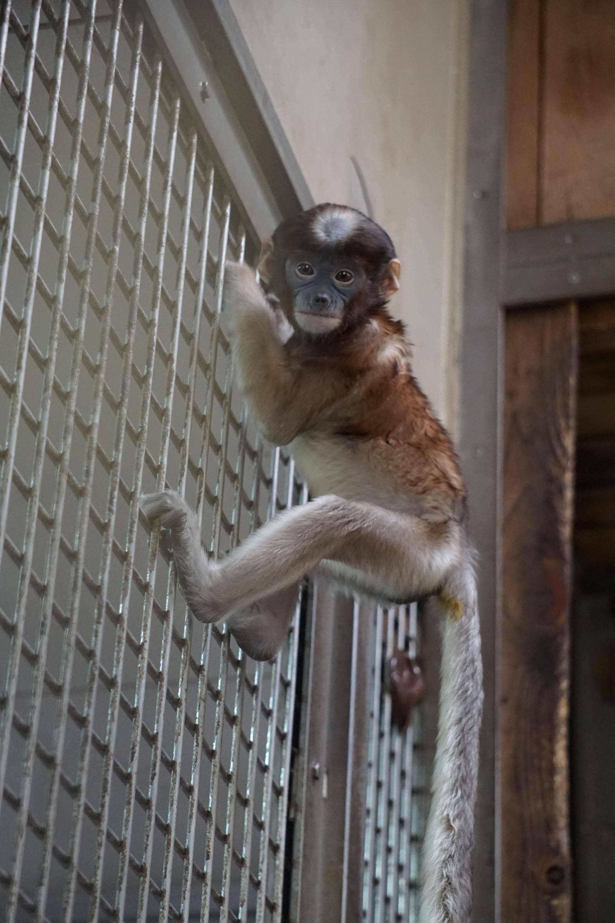 ナタル 飼育日誌 よこはま動物園ズーラシア公式サイト 公益財団法人 横浜市緑の協会