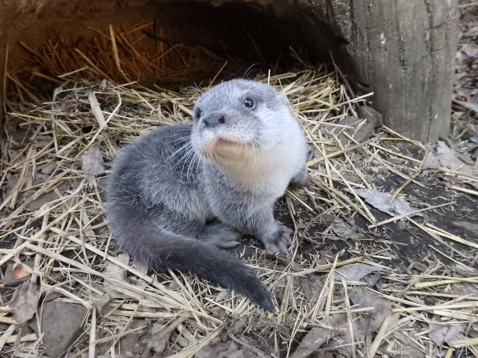 くねことシルバーOtter's⑪.jpg