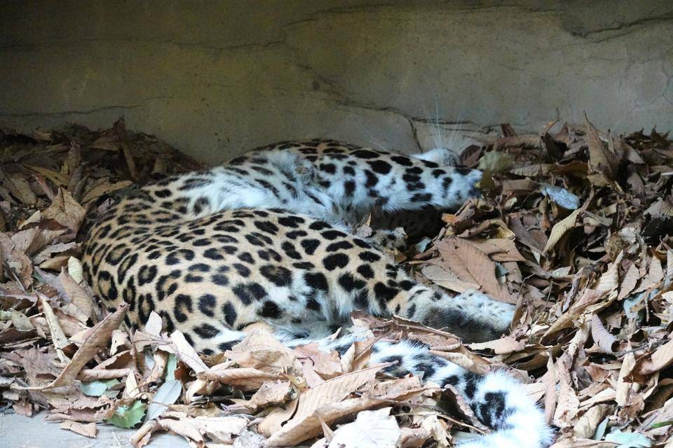 7 気に入ったようでごろーん.jpg