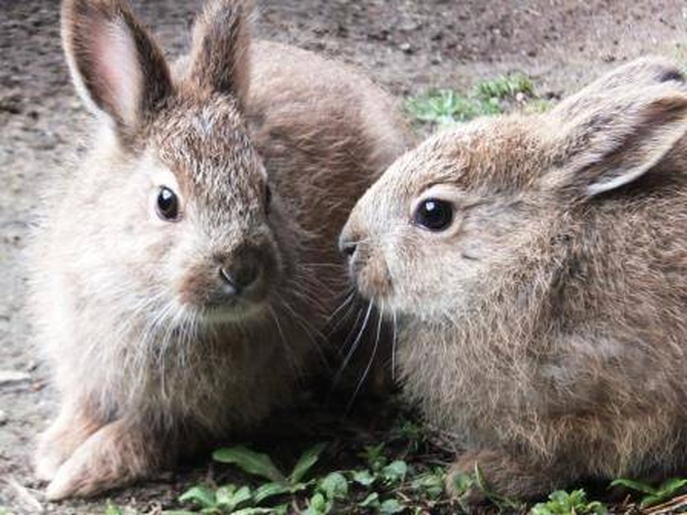 東北野兎セリ通信 2/6|飼育日誌｜ブログ|よこはま動物園