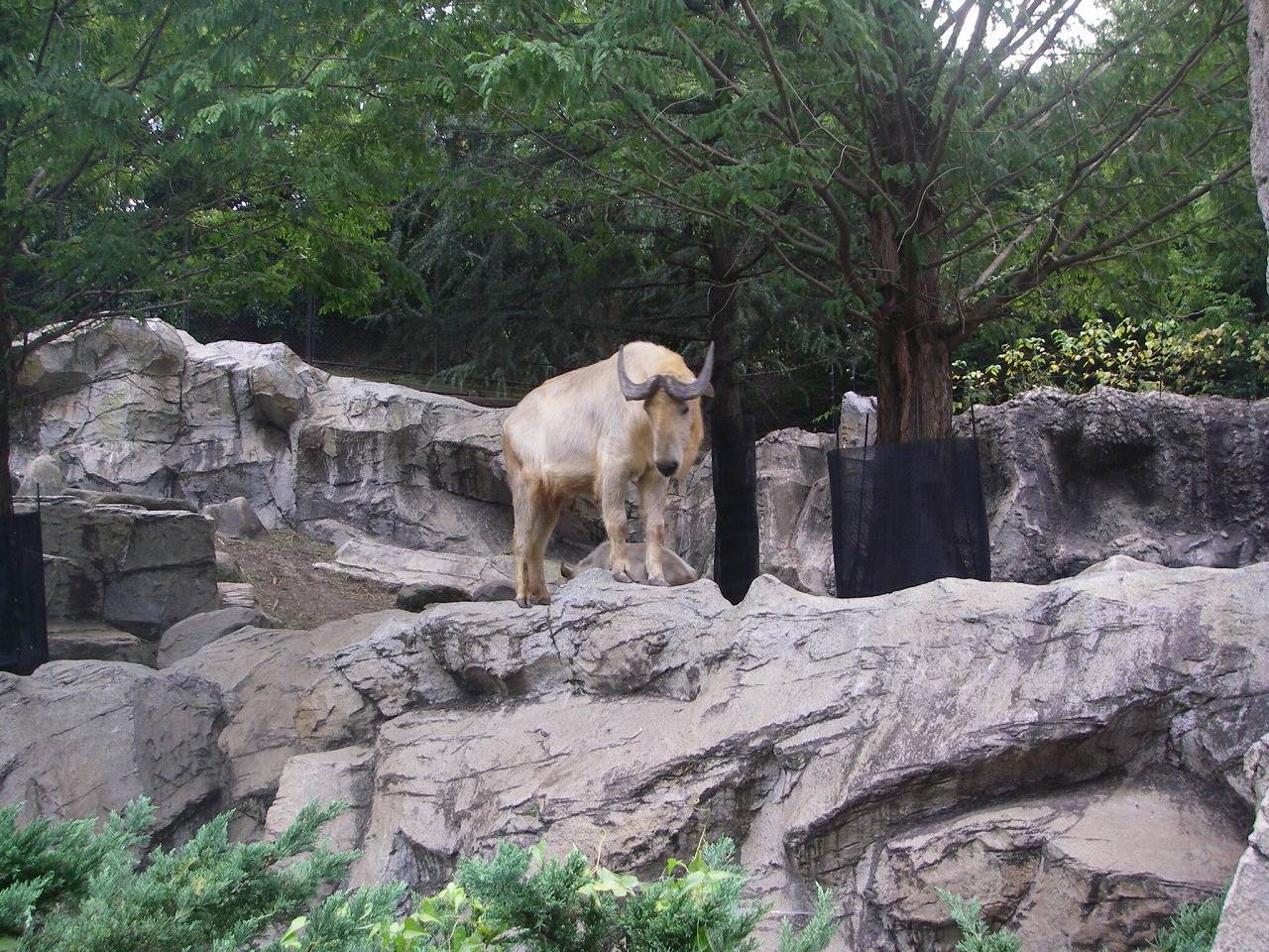 ｽﾞｰﾗｼｱ2007-10-30_№ (261).jpg