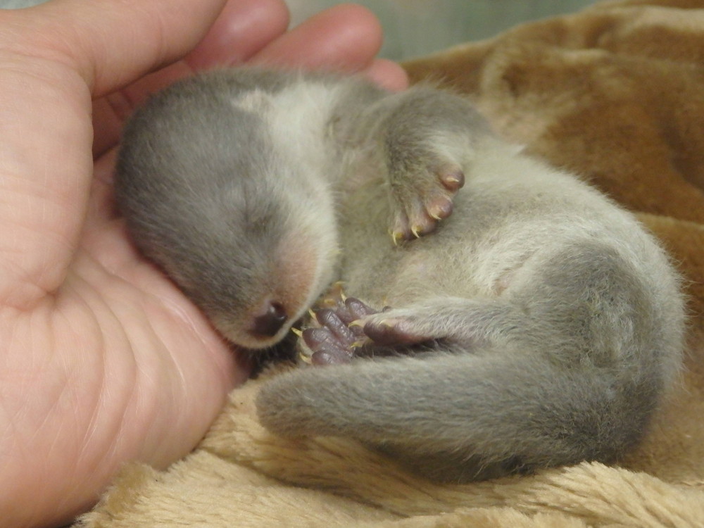 くねくね 飼育日誌 よこはま動物園ズーラシア公式サイト 公益財団法人 横浜市緑の協会 くねくね 飼育日誌 よこはま動物園ズーラシア公式サイト 公益財団法人 横浜市緑の協会
