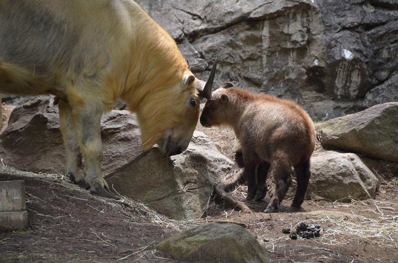 キンタのこと 飼育日誌 よこはま動物園ズーラシア公式サイト 公益財団法人 横浜市緑の協会 キンタのこと 飼育日誌 よこはま動物園ズーラシア公式サイト 公益財団法人 横浜市緑の協会