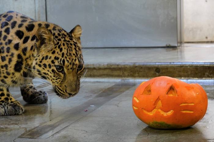 5 カボチャとトライのツーショット.jpg