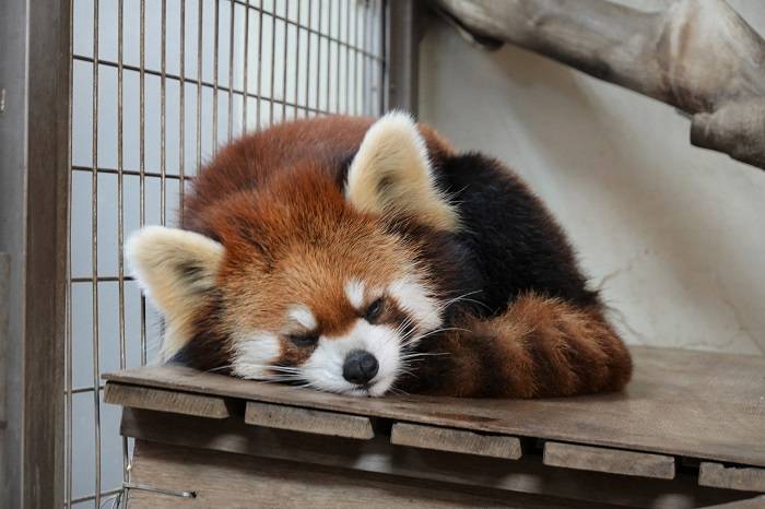 11 キクもぐっすり.jpg