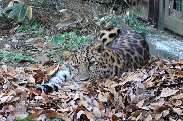 4 落ち葉で休むトライ.jpg