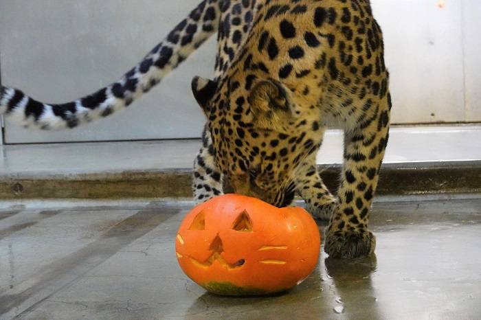 1 カボチャに肉を入れてみました.jpg