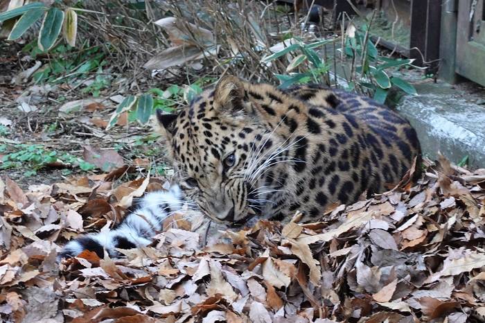 6 凄い顔で枝を噛んだり.jpg