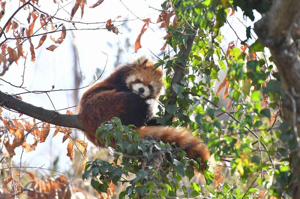 ララ16歳！！(^・ω・^)|飼育日誌｜ブログ|よこはま動物園