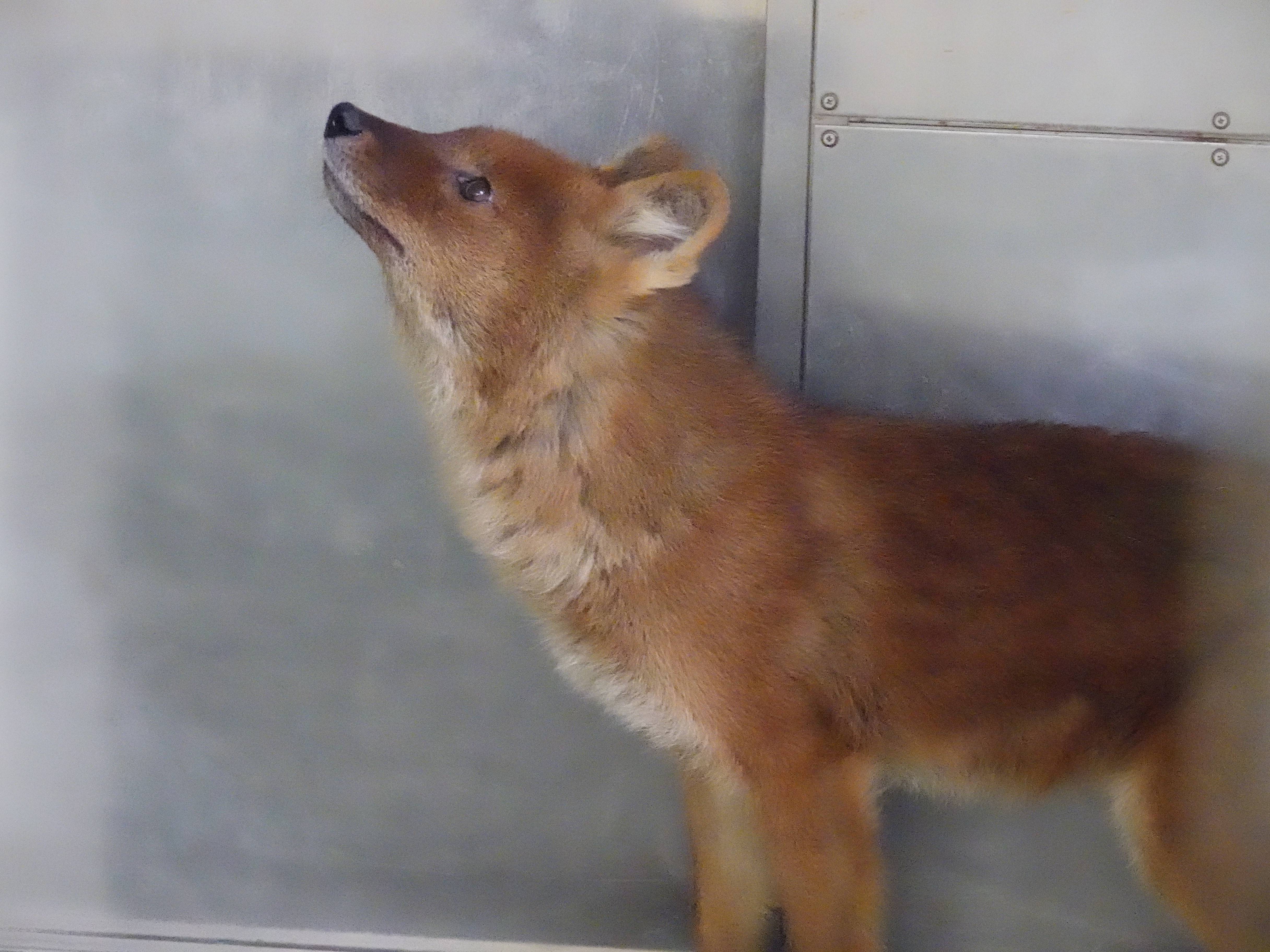チェコ共和国からようこそ 飼育日誌 よこはま動物園ズーラシア公式サイト 公益財団法人 横浜市緑の協会 チェコ共和国からようこそ 飼育日誌 よこはま動物園ズーラシア公式サイト 公益財団法人 横浜市緑の協会
