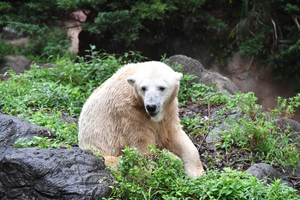 ホッキョクグマたちの夏～2019|飼育日誌｜ブログ|よこはま動物園