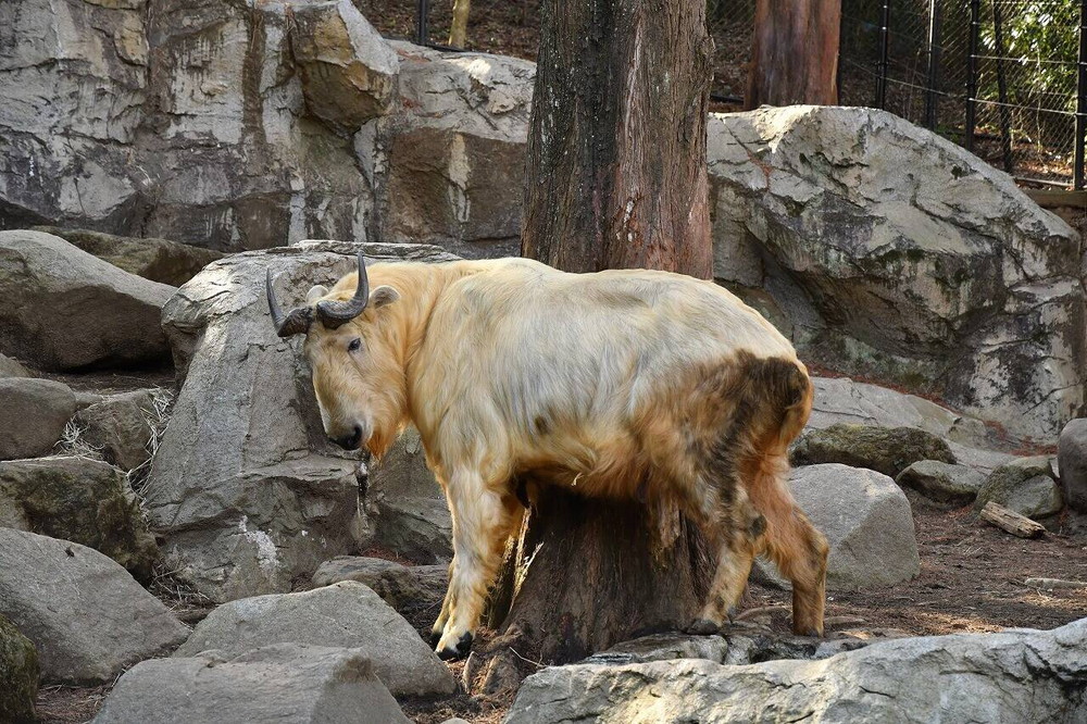 おとなの仲間入り 飼育日誌 よこはま動物園ズーラシア公式サイト 公益財団法人 横浜市緑の協会