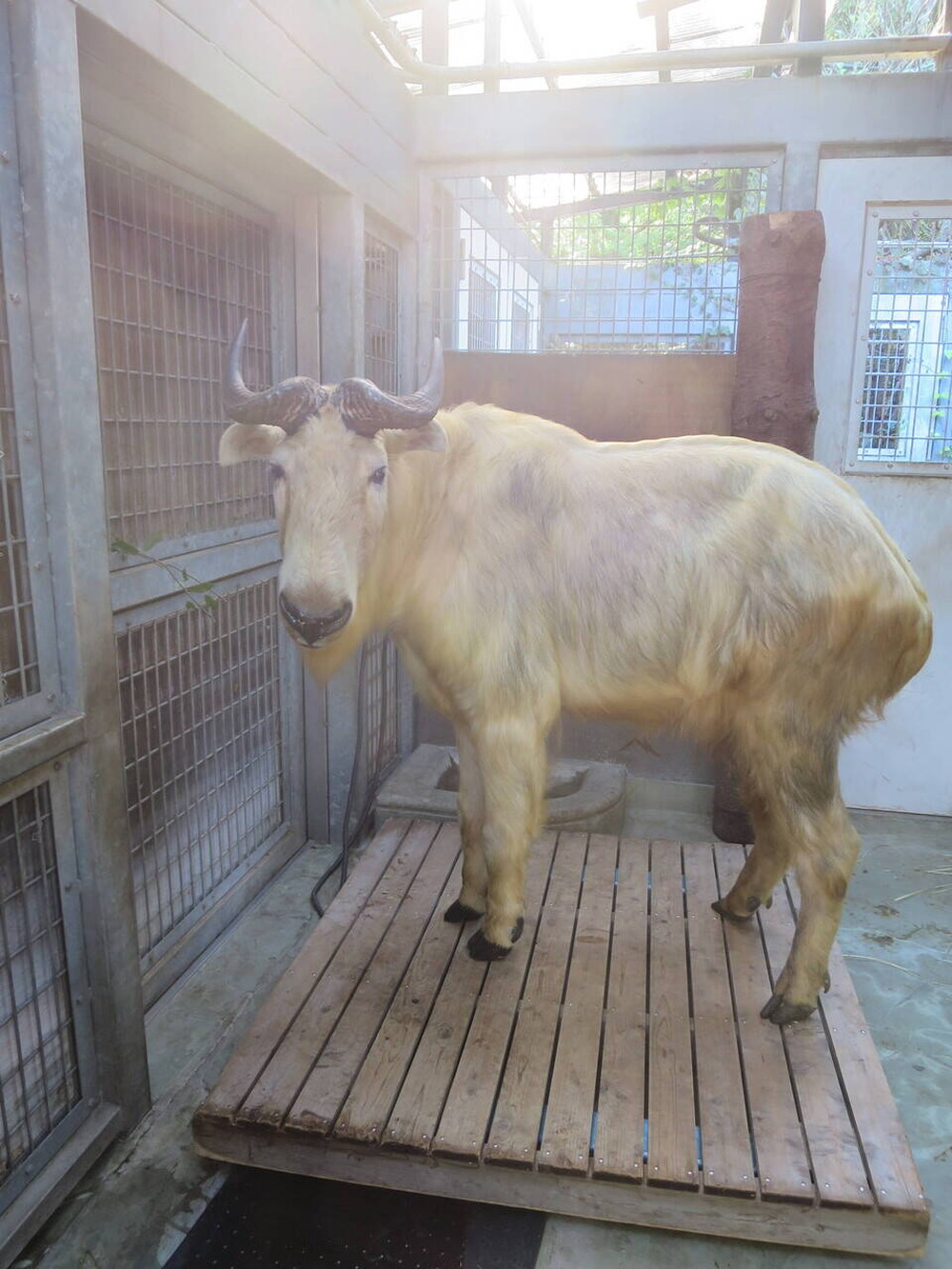 おとなの仲間入り 飼育日誌 よこはま動物園ズーラシア公式サイト 公益財団法人 横浜市緑の協会 おとなの仲間入り 飼育日誌 よこはま動物園ズーラシア公式サイト 公益財団法人 横浜市緑の協会