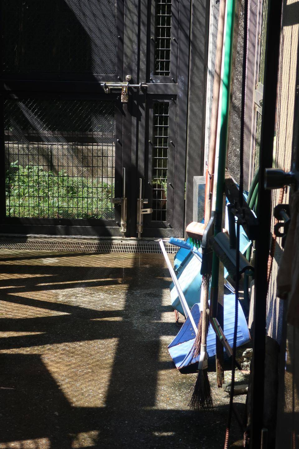 なんだか視線を感じます 飼育日誌 よこはま動物園ズーラシア公式サイト 公益財団法人 横浜市緑の協会