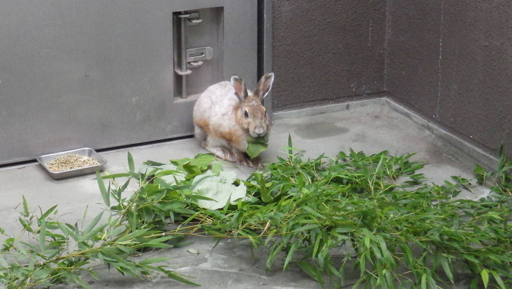 狡兎三窟 ピーターの部屋 飼育日誌 よこはま動物園ズーラシア公式サイト 公益財団法人 横浜市緑の協会