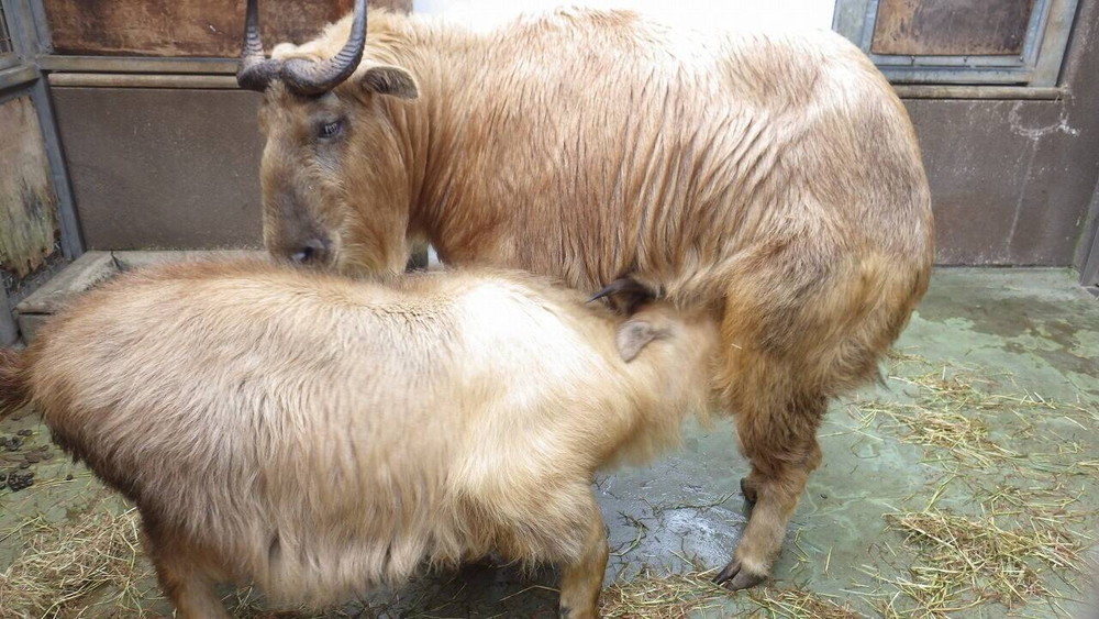 三日見ぬ間の桜 飼育日誌 よこはま動物園ズーラシア公式サイト 公益財団法人 横浜市緑の協会