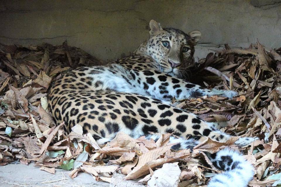 8 見ているのに気づかれました.jpg