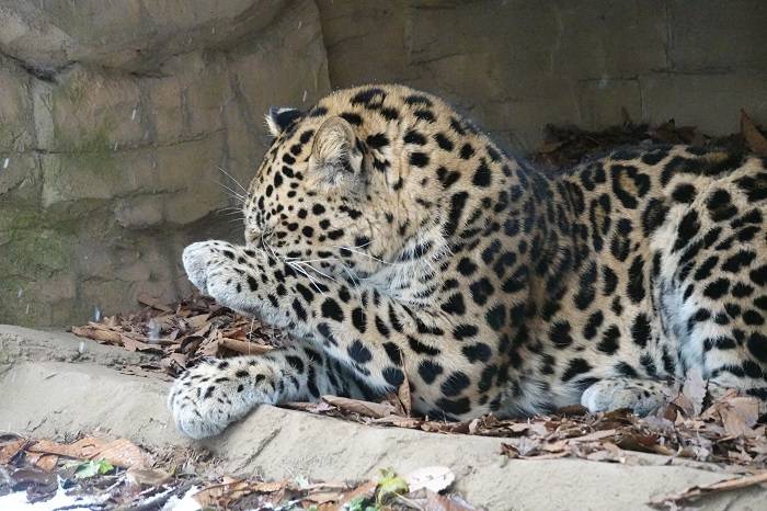 20 毛づくろいして.jpg