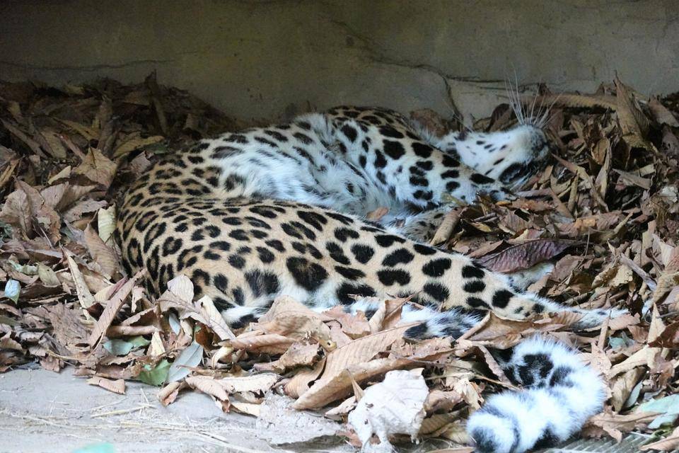 9 でもやっぱりごろーん.jpg