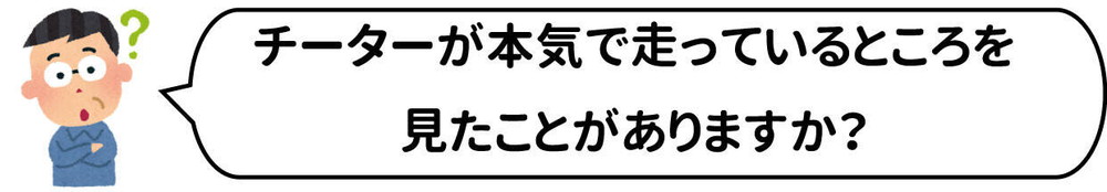 質問チーター.jpg