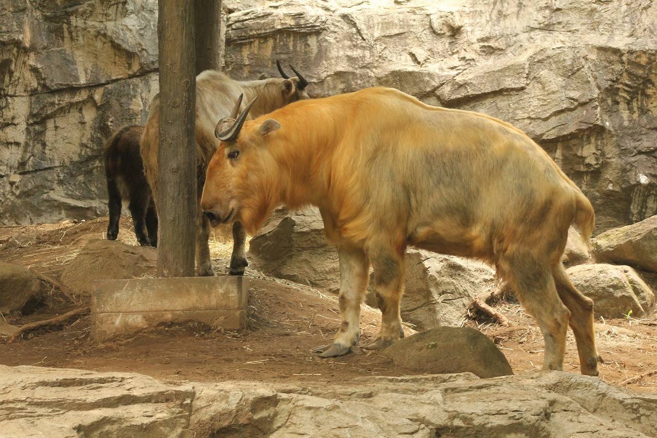 キンタのこと 飼育日誌 よこはま動物園ズーラシア公式サイト 公益財団法人 横浜市緑の協会 キンタのこと 飼育日誌 よこはま動物園ズーラシア公式サイト 公益財団法人 横浜市緑の協会