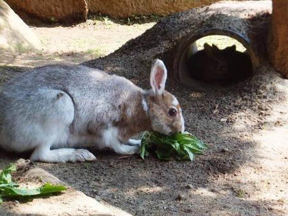 東北野兎セリ通信 2/6|飼育日誌｜ブログ|よこはま動物園