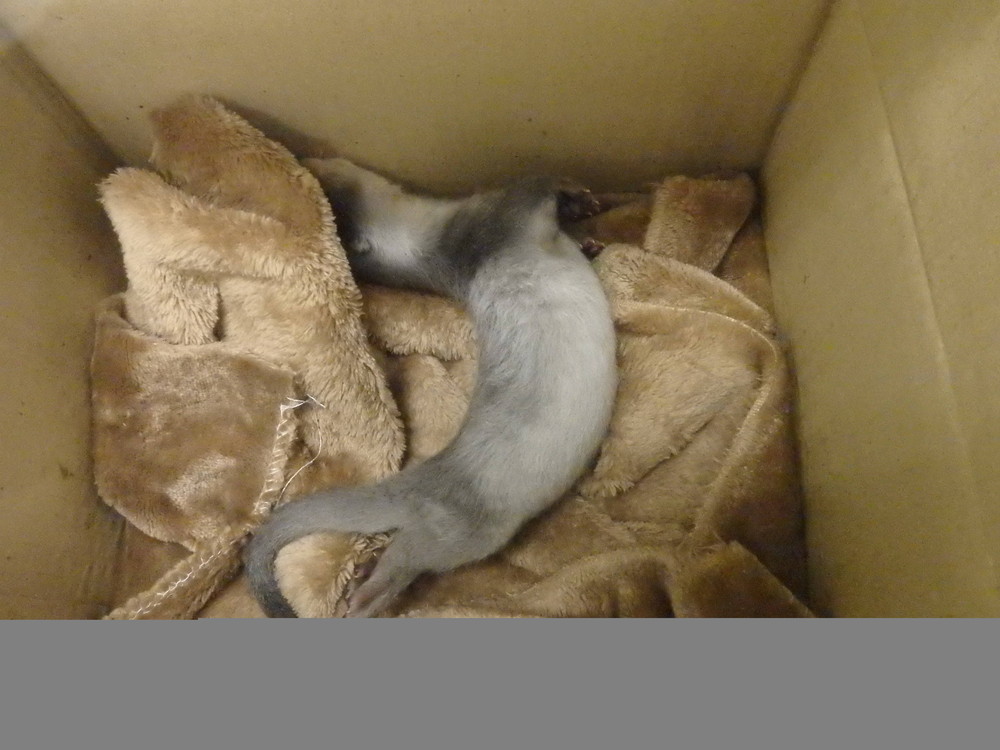 くねくね 飼育日誌 よこはま動物園ズーラシア公式サイト 公益財団法人 横浜市緑の協会 くねくね 飼育日誌 よこはま動物園ズーラシア公式サイト 公益財団法人 横浜市緑の協会